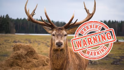 பூங்காவில் திடீரென ஆவேசமடைந்த மான் முட்டியதில் வன காவலர் பலி, ஒருவர் படுகாயம் - சேலத்தில் பரபரப்பு