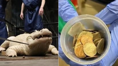 മനുഷ്യരെക്കൊണ്ട് എവിടെയും രക്ഷയില്ല; ചീങ്കണ്ണിയുടെ വയറ്റിൽ കണ്ടെത്തിയത് 70 നാണയങ്ങൾ..!