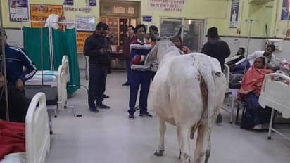 വൈറൽ‍ഫീവറാണ് ഡോക്ടറേ..; ആശുപത്രിയിൽ കാള, അന്തംവിട്ട് ജനങ്ങൾ