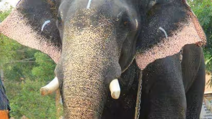 ആനയ്ക്ക് ഇൻഷുറൻസ് തുക നിഷേധിക്കാൻ ന്യായങ്ങള്‍ നിരത്തി കമ്പനി;  നാലര ലക്ഷം നഷ്ടപരിഹാരം നൽകാൻ വിധി