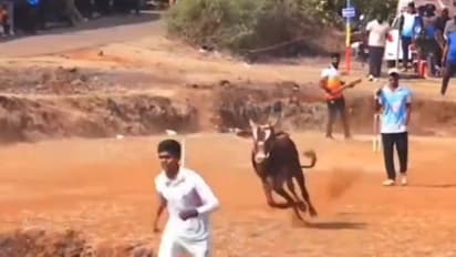 ಕ್ರಿಕೆಟ್ ಪಂದ್ಯಕ್ಕೆ ಎಂಟ್ರಿಕೊಟ್ಟ ಎತ್ತು, ಬೌಲರ್ನ ಅಟ್ಟಾಡಿಸಿದ ವಿಡಿಯೋ ವೈರಲ್!