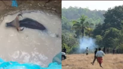 കിണറിൽ വീണ കാട്ടുപോത്തിന് 'മസില് സ്ട്രെയിന്', നാട്ടിൽ ചുറ്റിത്തിരിഞ്ഞ് ഭീതി പരത്തിയതോടെ മയക്കുവെടി