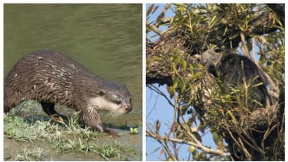 ഒറ്റക്കൊമ്പൻ കാണ്ടാമൃഗങ്ങളുടെ താവളമായ കാസിരംഗയിൽ നിന്ന് പുതിയ രണ്ട് സസ്തനികളെ കൂടി