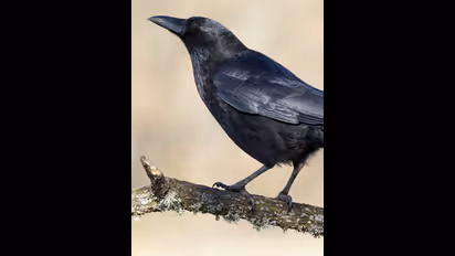 Chanakya Niti: ಕಾಗೆಯ ಈ ಗುಣವನ್ನು ಜೀವನದಲ್ಲಿ ಪಾಲಿಸಿದ್ರೆ ಖಂಡಿತಾ ಯಶಸ್ವಿಯಾಗ್ತೀರಿ!