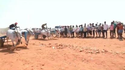 ಚಿತ್ರದುರ್ಗದಲ್ಲಿ ಸಂಭ್ರಮದ ಜೋಡೆತ್ತಿನ ಗಾಡಿ ಸ್ಪರ್ಧೆ: ನಾವು ಯಾರಿಗೂ ಕಮ್ಮಿ ಇಲ್ಲ ಅಂತ ಶಕ್ತಿ ಪ್ರದರ್ಶಿಸಿದ ರೈತರು..!