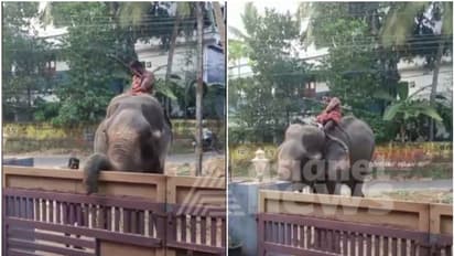 വീണ്ടും ആനക്കലി, തൃശൂരില് പൂരത്തിനെത്തിച്ച ആന ഇടഞ്ഞു; ആനപ്പുറത്തിരുന്ന പാപ്പാനെ കുടഞ്ഞെറിഞ്ഞു