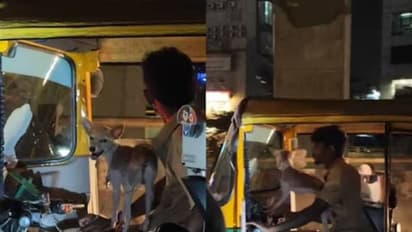 ആരും പറഞ്ഞുപോകും, എന്തൊരു ക്യൂട്ട്; വൈറലായി ഓട്ടോയിലെ അപൂർവ കാഴ്ച