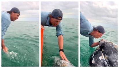 കടല് വെള്ളത്തില് കൈവച്ച് യുവാവ്; പിന്നാലെ ഉയര്ന്നുവന്നത് തിമിംഗലം; കാഴ്ച കണ്ട് അന്തം വിട്ട് സോഷ്യല് മീഡിയ