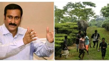யானை தாக்கி 3 ஆண்டுகளில் 152 பேர் உயிரிழப்பு.. தடுப்பதற்கான திட்டத்தை அரசு சிந்திக்கவில்லை- அன்புமணி ஆவேசம்