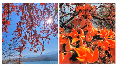 Chasing 'Flame of the Forest' this Spring in this quaint village of West Bengal, Purulia