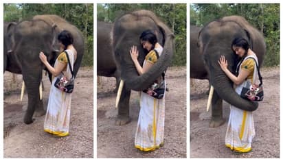 'ജസ്റ്റ് ലൈക്ക് എ വാവ്'; തുമ്പിക്കൈ കൊണ്ട് നടി ആദ ശര്മ്മയെ ചുറ്റിപ്പിടിക്കുന്ന ആനക്കുട്ടിയുടെ വീഡിയോ വൈറല്