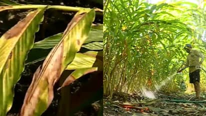 ആ തണുപ്പെവിടെ? മഞ്ഞുകാലമെവിടെ? പൊള്ളുന്ന ചൂടിൽ ഉള്ളുരുകി ഏലം കർഷകർ 