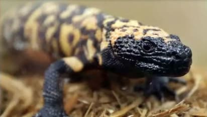 ತಾನೇ ಪ್ರೀತಿಯಿಂದ ಸಾಕಿದ್ದ ಹಲ್ಲಿ ಕಚ್ಚಿ ವ್ಯಕ್ತಿ ಸಾವು