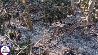 MESCOM's alleged negligence sparks devastation: 6 acres of Karnataka coffee plantation up in flames