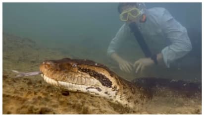 അമ്പമ്പോ.. ; 26 അടി നീളം, 2 ടണ്ണിലേറെ ഭാരം; ലോകത്തിലെ ഏറ്റവും വലിയ പാമ്പ് ഇതുതന്നെയെന്ന് ശാസ്ത്രജ്ഞർ