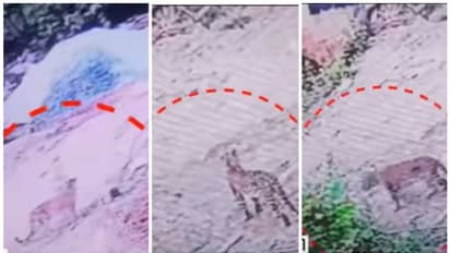 ആരും പുറത്തിറങ്ങരുതെന്ന് ജാഗ്രതാ നിർദേശം; കോടഞ്ചേരിയിൽ പുലിയിറങ്ങി, 3 എണ്ണമുണ്ടെന്ന് നാട്ടുകാർ