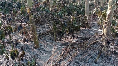 ಚಿಕ್ಕಮಗಳೂರು: ಬೆಂಕಿ ಕಿಡಿಗೆ ಹೊತ್ತಿ ಉರಿದ ಕಾಫಿ ತೋಟ, ಲಕ್ಷಾಂತರ ರೂ. ಮೌಲ್ಯದ ಮೆಣಸು, ಅಡಿಕೆ, ಬಾಳೆ ಭಸ್ಮ..!