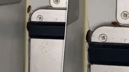 Viral Video: Indigo फ्लाइट के फूड एरिया में कॉकरोच, वीडियो देख यूजर्स बोले....