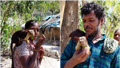 'ചക്കരേ' എന്ന ഒറ്റ വിളി, ഓടിയെത്തും ഈ മലയണ്ണാൻ; മൃഗങ്ങളുടെ ഭീതിതമായ കഥകൾ മാത്രമല്ല, ആത്മബന്ധങ്ങളുടേതുമുണ്ട്