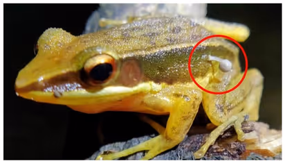 ഇതെന്ത് കൂണ്‍? പശ്ചിമഘട്ടത്തില്‍ ജീവനുള്ള തവളയുടെ ശരീരത്തിൽ നിന്നും മുളച്ച് പൊന്തിയത് കൂണ്‍!