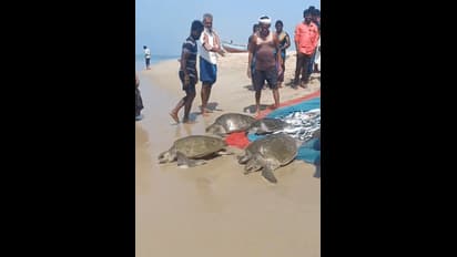 Viral Video: TN fishermen accidentally catch rare Olive Ridley turtles, release them back (WATCH)