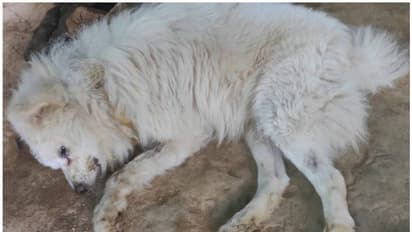 അയൽവീട്ടിലെ നായ കുരച്ചത് ഇഷ്ടപ്പെട്ടില്ല; മിണ്ടാപ്രാണിയെ പാറയിലടിച്ച് കൊന്നു, യുവാവിന്റെ കൊടും ക്രൂരത