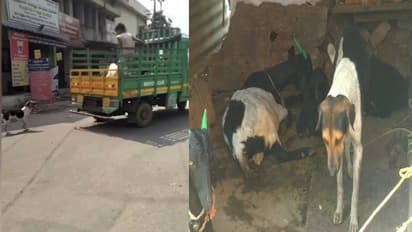 "நண்பாஸ் நான் பின்னாலே வரேன்".. மருத்துவமனைக்கு கொண்டுசெல்லப்பட்ட ஆடுகள் - பாச போராட்டம் நடத்திய நாய்!