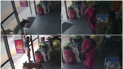 എക്സ്യൂസ്മീ, ഇത് കാടല്ല, കടയാണ് കേട്ടോ! പറഞ്ഞ് തീരും മുന്നേ ഉഗ്രനൊരു തൊഴി, ചടയമംഗലത്ത് കടയിൽ കാട്ടുപന്നികൾ