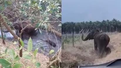 'ആനക്കുട്ടിയെ രക്ഷിച്ചതിന് അമ്മയാനയുടെ നന്ദി'; വീഡിയോ...