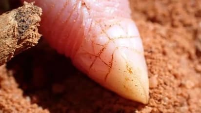 90 വർഷത്തിന് ശേഷം അവൻ വീണ്ടുമെത്തി; കൂർത്ത മുഖം, കാലുകളില്ല, ഭൂമിക്കടിയിൽ കഴിയുന്ന ആ വിചിത്രപല്ലി