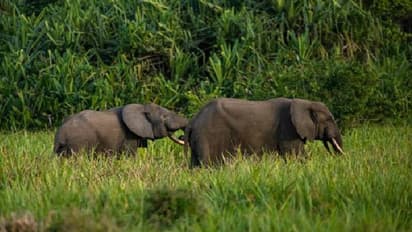 ഇനി വെറും 26 വർഷം; ഈ ജീവികൾ ഭൂമുഖത്ത് നിന്നും എന്നേക്കുമായി തുടച്ചുമാറ്റപ്പെടുമോ?  