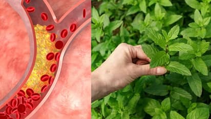 ഉയര്ന്ന കൊളസ്ട്രോള് കുറയ്ക്കാന് തുളസിയില ഇങ്ങനെ ഉപയോഗിക്കൂ...