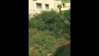 ತುಮಕೂರು :  ಖಾಲಿ ಸೈಟುಗಳಲಿ ಬೆಳೆದಿರುವ ಗಿಡಗಂಟೆ: ಜನರಲ್ಲಿ ಭಯಭೀತಿ