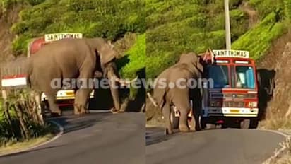 മൂന്നാറിൽ ലോറി തടഞ്ഞ് പടയപ്പ; ഒരു മണിക്കൂറിലേറെ നേരം ഗതാഗത തടസ്സം, തോട്ടം തൊഴിലാളികൾ ബഹളം വെച്ചപ്പോൾ പിന്മാറി