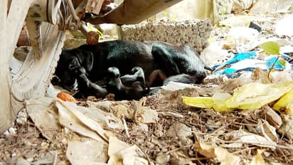 കാലിൽ ഒടിവുമായെത്തി ബ്ലാക്കി; പരാതികൾക്കും കേസുകൾക്കുമിടയിൽ തിരുവല്ല പൊലീസ് സ്റ്റേഷനിൽ ഒരു സുഖപ്രസവം