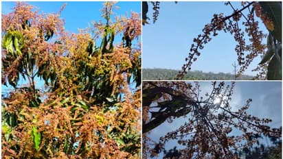 ഇതാ കുംഭചൂടിൽ കേരളത്തിലെ ഒരു മനോഹര കാഴ്ച, എവിടെയെന്നല്ലേ, അതൊരു 'ജിന്ന്' പോലത്തെ സ്ഥലാ! മ്മ്ടെ വയനാട്ടിൽ