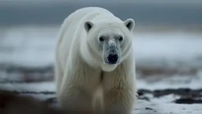 International Polar Bear Day: The impact of global warming, reduced sea ice on polar bear populations