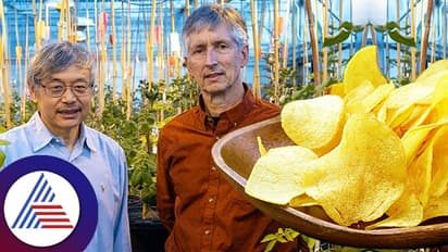 ಇನ್ಮುಂದೆ ಹೆಲ್ದೀ ಆಗಲಿದೆ ಆಲೂ ಚಿಪ್ಸ್ , ಇಷ್ಟು ದಿನ ಕೆಟ್ಟದಾಗಿದ್ದು ಇನ್ನು ಹೇಗಪ್ಪಾ ಒಳ್ಳೇಯದಾಗುತ್ತೆ?