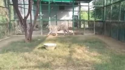 ഒന്നും രണ്ടുമല്ല, അഞ്ച് നരഭോജിപ്പുലികൾ, മനുഷ്യരെക്കണ്ടാല് അപ്പോള് മുരളും, ധൈര്യമുണ്ടോ ഇവിടം സന്ദർശിക്കാൻ