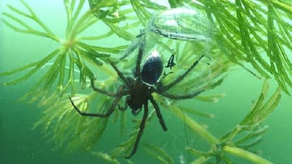 വെള്ളത്തിലും വലകെ‌ട്ടി ജീവിക്കുന്ന വിരുതൻ ചിലന്തികൾ, ശ്വസിക്കുന്നത് എങ്ങനെയെന്നറിഞ്ഞാൽ ആരും അമ്പരക്കും