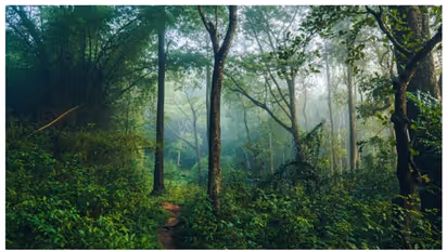 ജാത്തിരെ കാലാവസ്ഥ ഉച്ചകോടി; കാർബൺ ന്യൂട്രൽ - ജൈവ സംരക്ഷണ പ്രവർത്തനങ്ങൾക്ക് മുൻഗണന 