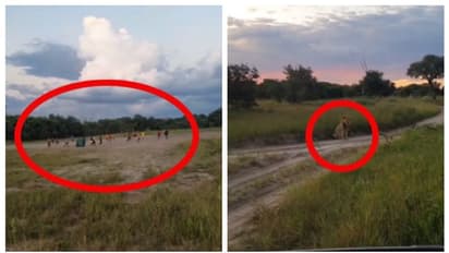 'ലയണ് മെസി'; സിംഹം, കുട്ടികളുടെ ഫുട്ബോള് കളി ആസ്വദിക്കുന്ന വീഡിയോ വൈറല്!