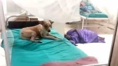 நோயாளிகளுக்கான படுக்கையில் அமர்ந்து ஹாயாக காற்று வாங்கும் தெருநாய்; திருவாரூர் அரசு மருத்துவமனையின் அவலம்