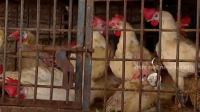 Kerala: Chicken prices soar over drop in production amid summer heat