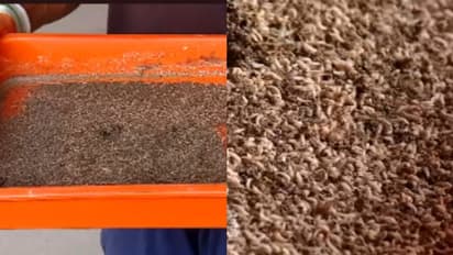 പട്ടാളപ്പുഴുക്കൾ തയ്യാർ, ആക്രമണം മാർച്ച് മാസം മുതൽ...