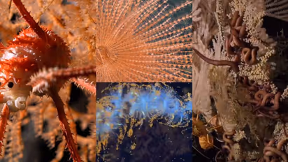 വഴി തെളിച്ച് 'സുബാസ്റ്റ്യൻ', കടൽത്തറയിൽ നിന്ന് 1388 മീറ്റർ ആഴത്തിൽ ഗവേഷണം, കണ്ടെത്തിയത് നൂറിലധികം പുതിയ ജീവികൾ