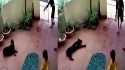 കയ്യിൽ തോക്കുമായി അക്രമി, കുഞ്ഞിനെക്കൊണ്ടുപോകാൻ ശ്രമം, നായയുടെ ഒടുക്കത്തെ അഭിനയം, പ്ലാൻ മൊത്തം പാളി