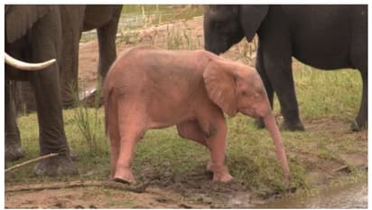 കറുകറുത്തതല്ല ഈ ആനക്കൂട്ടി; ദക്ഷിണാഫ്രിക്കയിൽ നിന്നുള്ള കുട്ടിയാനയുടെ അപൂർവ ചിത്രങ്ങൾ വൈറല്