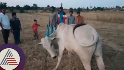 ಆಹಾರ ಅರಸಿ ಹೊಲಕ್ಕೆ ನುಗ್ಗಿದ ಹಸು, ಎತ್ತುಗಳ ಮೇಲೆ ಪೈಶಾಚಿಕ ದಾಳಿ; ಮಚ್ಚಿನಿಂದ ಮೂಕಪ್ರಾಣಿಗಳ ಕಾಲು ಕತ್ತರಿಸಿದ ಪಾಪಿ!