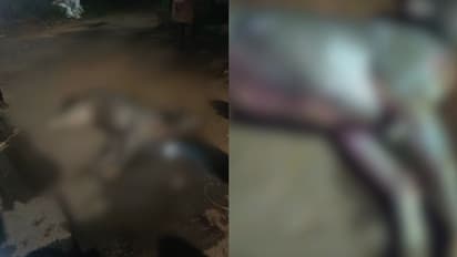 എംസി റോഡിൽ മ്ലാവ് അജ്ഞാത വാഹനമിടിച്ച് ചത്ത നിലയിൽ